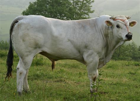 chianina in italy.